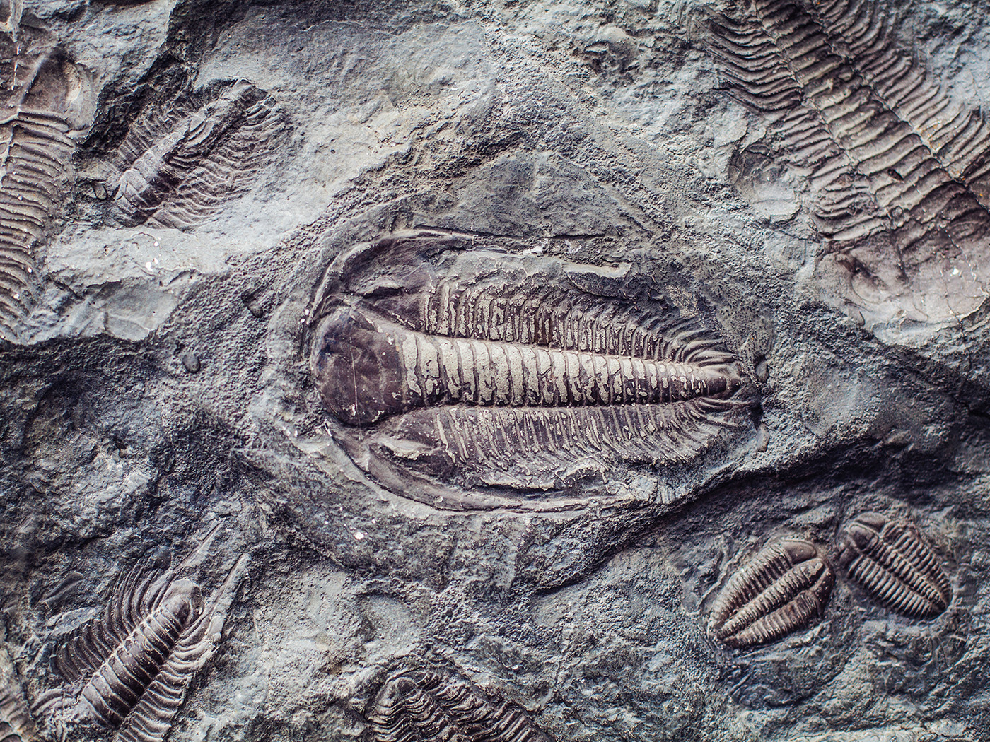 Fossils Show Rapid and Catastrophic Burial The Institute for Creation